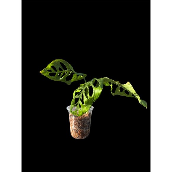Monstera Esqueleto Top Cutting, Exact Plant Ships Nationwide - Picture 1 of 4